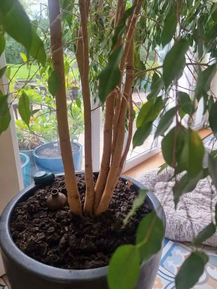 Photo of free 11ft tall house plant - ficus (pot not included) (Great Strickland CA10) #4
