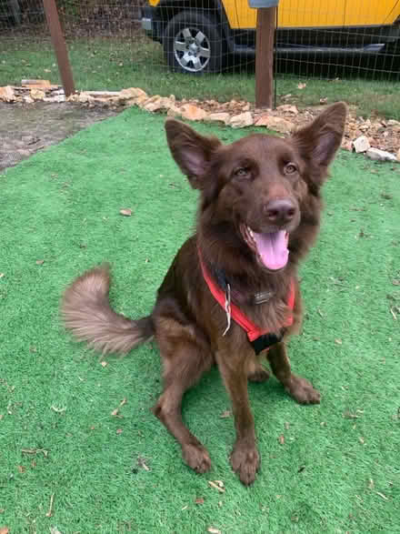 Photo of free Chocolate German shepherd (Cookeville, TN) #2