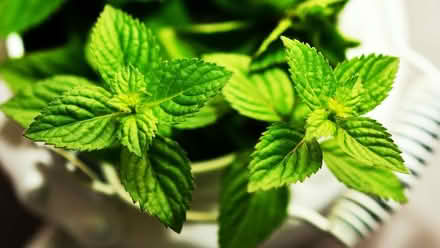 Photo of MINT and LAVENDER plants (Kingsmead) #1