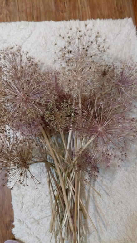 Photo of free Dried flower heads (Sheffield 12 S12) #3