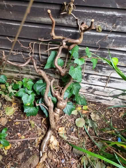 Photo of free Curly willow (Wellingborough NN8) #1