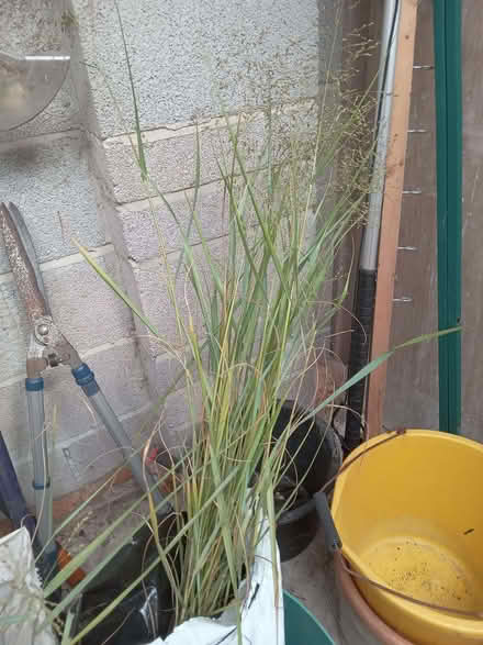 Photo of free Ornamental grass Panicum virgatum (Kingswood BS15) #4