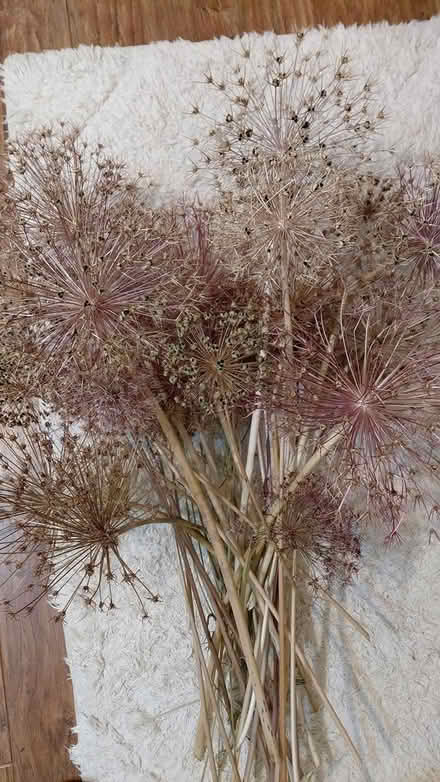 Photo of free Dried flower heads (Sheffield 12 S12) #1