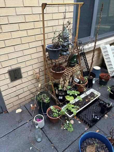 Photo of free Pots/Planters & Plants & Shelf (noma) #3