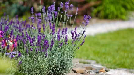 Photo of MINT and LAVENDER plants (Kingsmead) #2