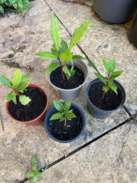 Photo of free Bay Tree Plantlets (CT5) #1