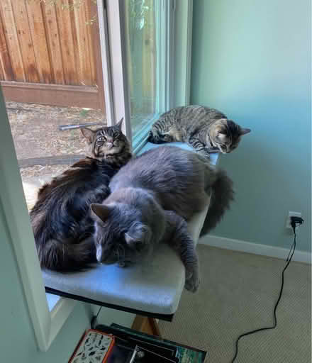 Photo of free 2x Topmart Cat Window Shelves (MV El Camino/El Monte) #1