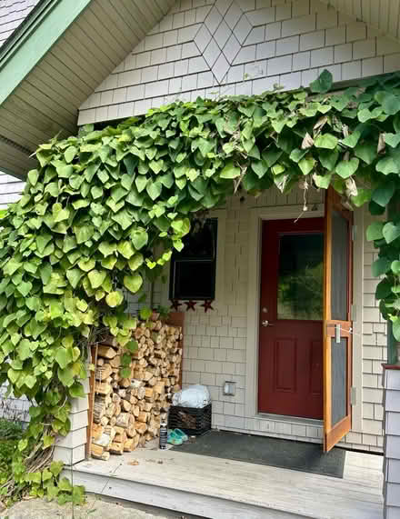 Photo of free Dutchman’s Pipe plant (Ashby) #2