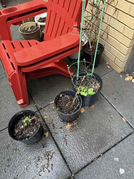 Photo of free Pots/Planters & Plants & Shelf (noma) #1