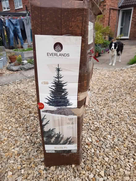 Photo of free Xmas tree (Cookhill B49) #1