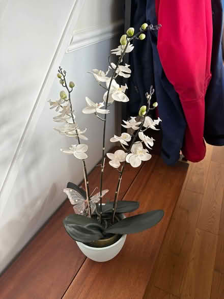 Photo of free Orchid (not real) (Starkholmes DE4) #1