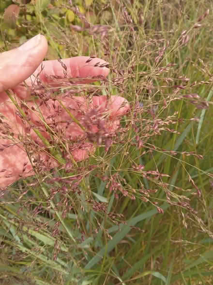 Photo of free Ornamental grass Panicum virgatum (Kingswood BS15) #2