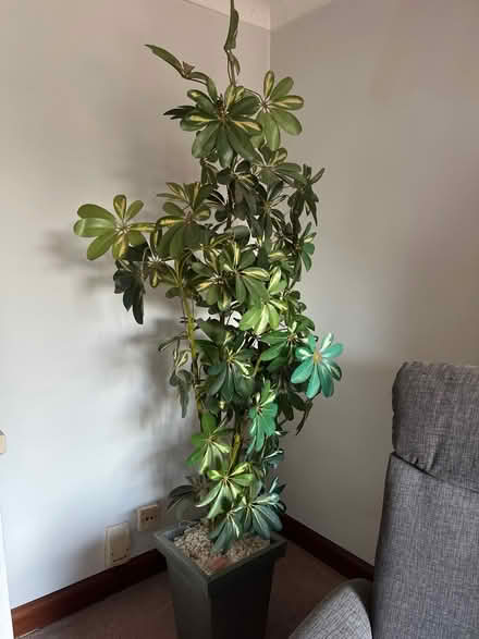 Photo of free Artificial plant (Ex4 4aa) #1