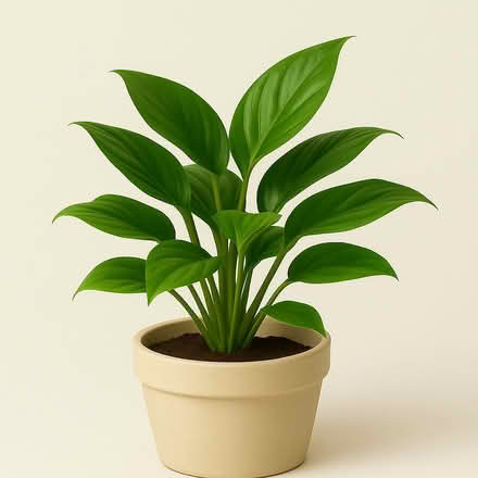 Photo of Any Houseplants (NR3) #1