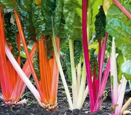 Photo of Veg, Flower and Herb Seeds (Upper Tysoe CV35) #1