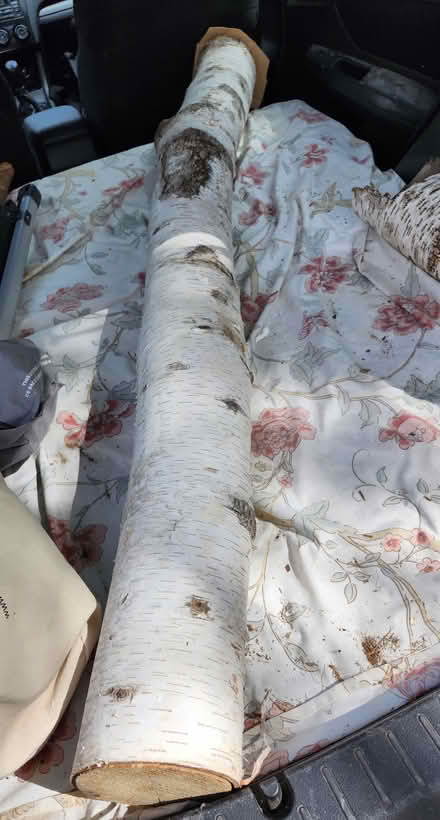 Photo of free Birch log (Wellington Village) #1