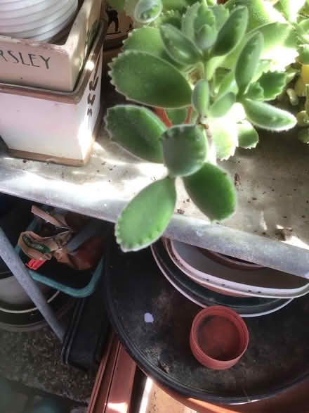 Photo of free Indoor plants (Wescott RG40) #1