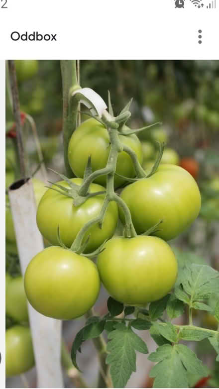 Photo of green tomatoes (Cabinteely) #1