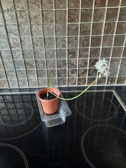 Photo of free Garlic Chives seedling (Morden SM4) #3