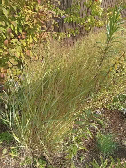 Photo of free Ornamental grass Panicum virgatum (Kingswood BS15) #1