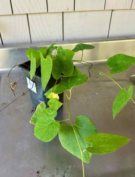 Photo of free Dutchman’s Pipe plant (Ashby) #1