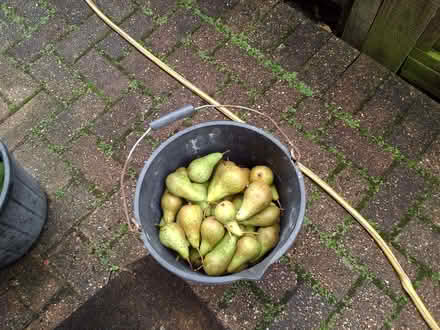 Photo of free Pears (World's End RH15) #1