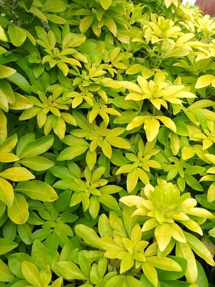Photo of free Yellow leaved choisya (Hockley Port B18) #2