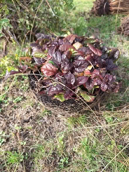 Photo of free Outdoor plants (Malvern Link WR14) #2