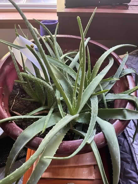 Photo of free large aloe plant pot included (carpentersville) #1