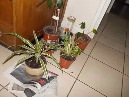 Photo of free plants (Wimbledon SW19) #1