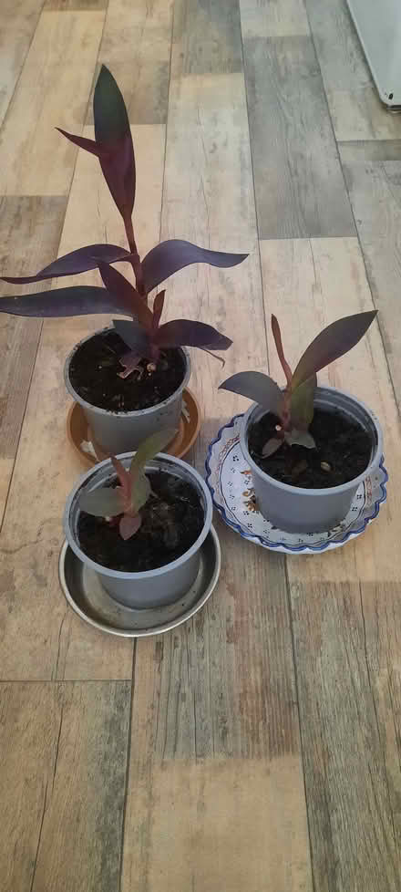Photo of free House plants (Thorpe Hamlet NR1) #1