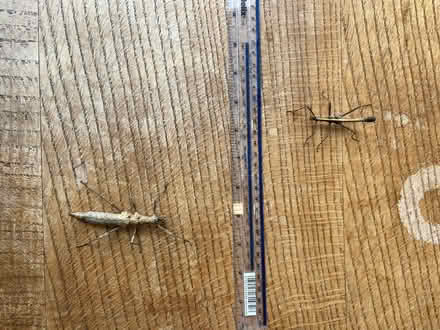 Photo of free Stick Incests (New Marston OX3) #4