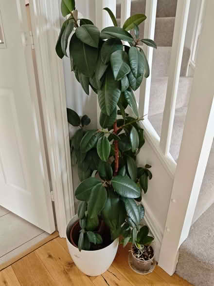Photo of free Rubber plant (Kirkcaldy KY2) #1