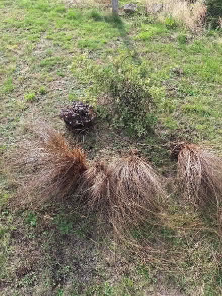 Photo of free Outdoor plants (Malvern Link WR14) #1