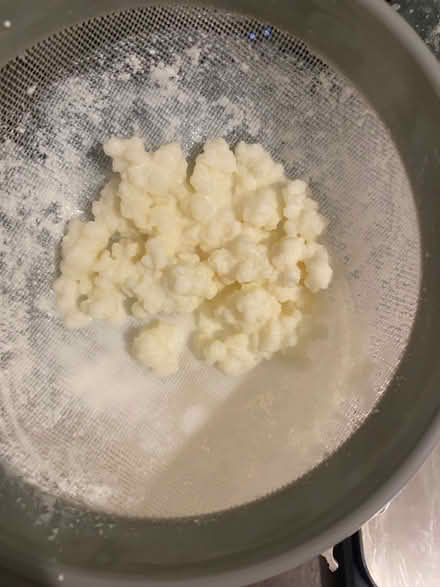 Photo of free Kefir grains (Eastwood (G43)) #1