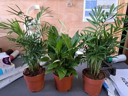 Photo of free 3 house plants (Crewe CW2) #1