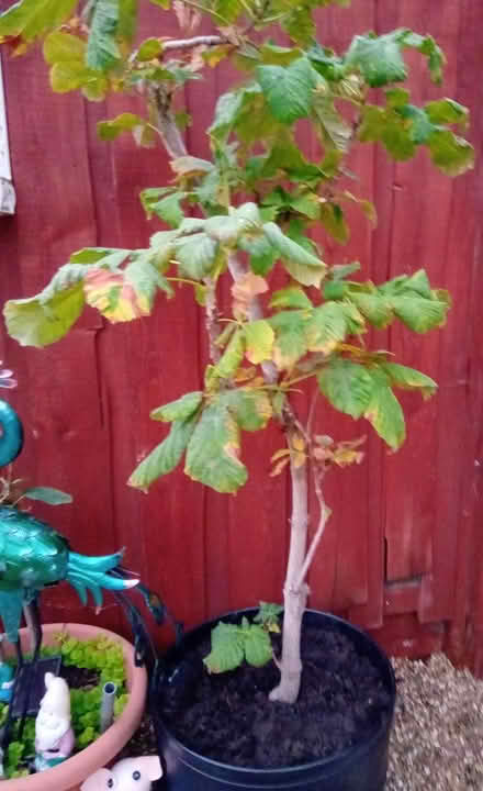 Photo of free Horse chestnut pot grown (Orton Goldhay) #1