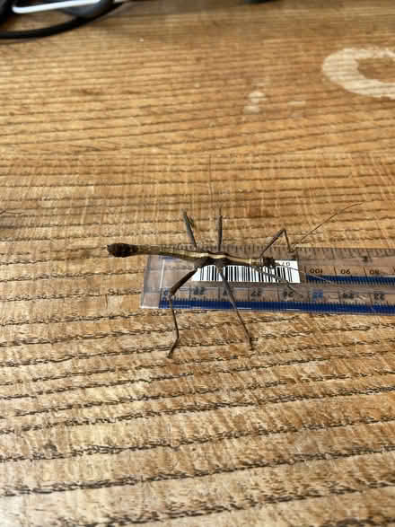 Photo of free Stick Incests (New Marston OX3) #3