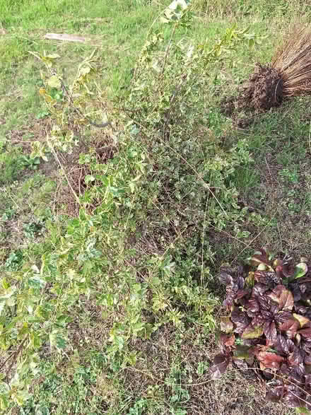 Photo of free Outdoor plants (Malvern Link WR14) #3