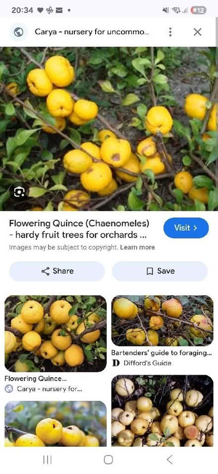 Photo of Quinces (Barton OX3) #1