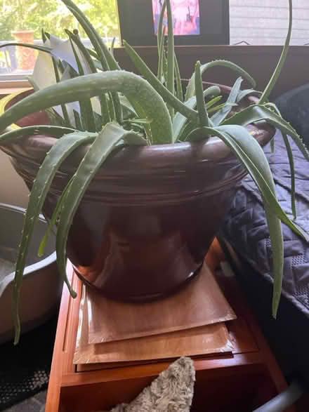 Photo of free large aloe plant pot included (carpentersville) #2