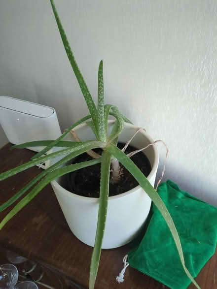 Photo of free Aloe Vera plants, need some tlc (Chesterfield S40) #2