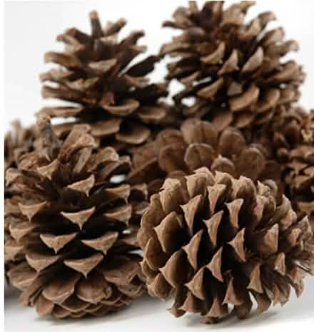 Photo of Pine cones (Tinkersley DE4) #1