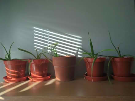 Photo of free Aloe Vera plants, need some tlc (Chesterfield S40) #1