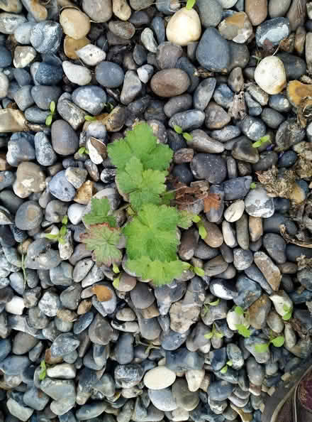 Photo of free Seedlings of lambs' ear and hardy geranium (Kennington OX1) #2