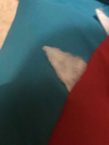 Photo of free Shark bean bag (Birch CO2) #3