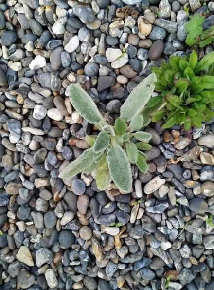 Photo of free Seedlings of lambs' ear and hardy geranium (Kennington OX1) #1