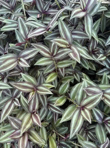 Photo of free plant clipping (Tarpon Springs) #1