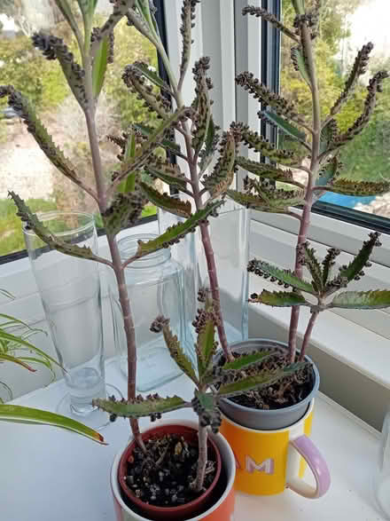 Photo of free Mother of millions plant (Eastbourne BN21) #1