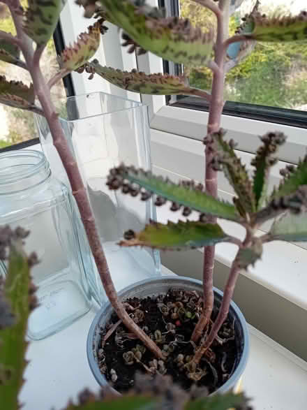 Photo of free Mother of millions plant (Eastbourne BN21) #2